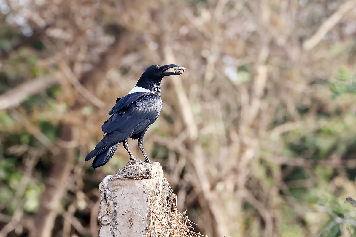 Pied Crow